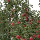 능금농장 이미지