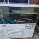 (주)만석유통 | 밤일마을 장어 맛집 장어애락 | 국내산 자포니카 250g 19,900원 가성비 장어 맛집