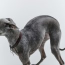 콜렌육십도 이미지