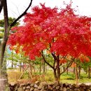 Maple tree 이미지