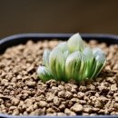 대옥농장 이미지