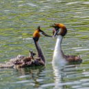 신대호수 이미지