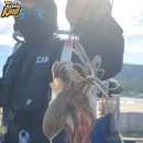 여수쭈꾸미 이미지