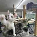 냥이조아 이미지