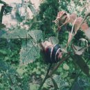 snail