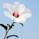 화성무궁화 이미지