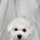 새침하개멍 이미지