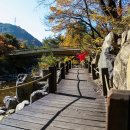 솔향수목원(솔숲광장) 이미지