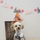 아모르 펫 살롱 이미지