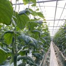 민숙농장 | 스마트스토어에서 곧 만날 고흥 민숙농장 오이