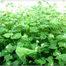 팔도막국수 이미지