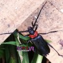 하늘소농장 이미지