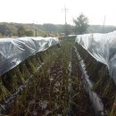 태기산농장 이미지