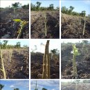 박범도 농장 이미지