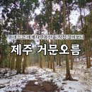 제주 오름 산책 | 제주 거문오름 탐방 후기 | 예약 방법, 소요 시간, 난이도
