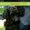 펫토피아 동물병원 이미지