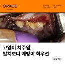 그레이스 고양이 병원 이미지