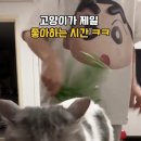 냥집사 Daum카페