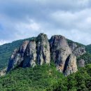 나무와 해(海) 이미지