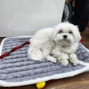 또롱♬ 일산 왁싱 전문! 모나리자 눈썹 왁싱 후기