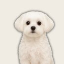 서현동물의료센터 이미지