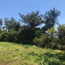 표선리-10 이미지