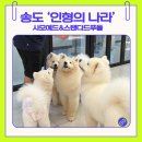 나라애견 | [송도] 대형 애견카페 '인형의 나라' 방문 후기 | 송도 아이와 가볼만한 곳
