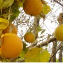 하늘타리 이미지