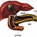 - 췌장을 살리는 기술 (필히 읽어 보세요) 이미지