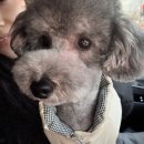 바오도그 이미지