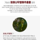 열매향 | 갱년기 여성 건강을 위한 천호엔케어 우먼솔루션 회화나무열매 솔직 후기 및 단점 분석