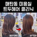 이로애견미용실 | 매탄동 미용실 신데렐라 클리닉 머릿결 개선 성공 트두헤어 우연원장