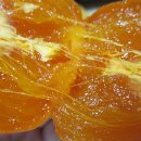 반시홍시 이미지