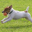 정겨운동물병원 이미지