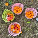 연정농장 이미지