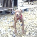 오공이 농장 이미지