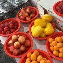 유명포장 | 제주도 동문시장 먹거리 추천 과일모찌 맛집으로 유명한 운화당 네이버 예약 포장 후기