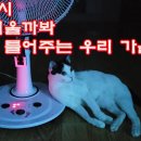 집사 더울까봐 선풍기 틀어주는 고양이 이미지