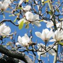 목련약국 이미지