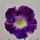 모니아(MONIA) 이미지