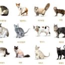고양이 이미지