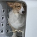 글램독청평 이미지