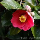 동백아가씨 이미지