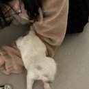 사랑아멍멍해 이미지