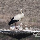 황새가족과 황새알 이미지