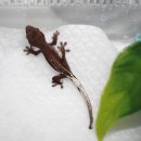 꼰정게코