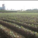 영만농장 이미지