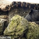 제주똥돼지 이미지