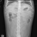 백동물의료센터 이미지