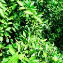 우주농장 이미지